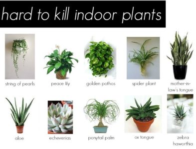 Hardy Houseplants : 30 Houseplants That Can Survive Low ...